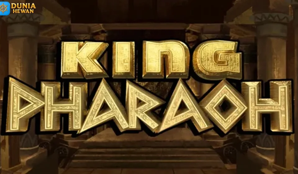 King Pharaoh Punya Rahasia Besar yang Jarang Diketahui