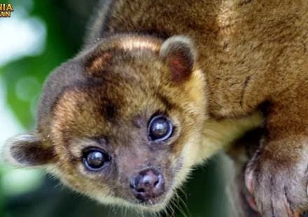 Kinkajou 5 Keunikan yang Membuatnya Jadi Primata Menarik