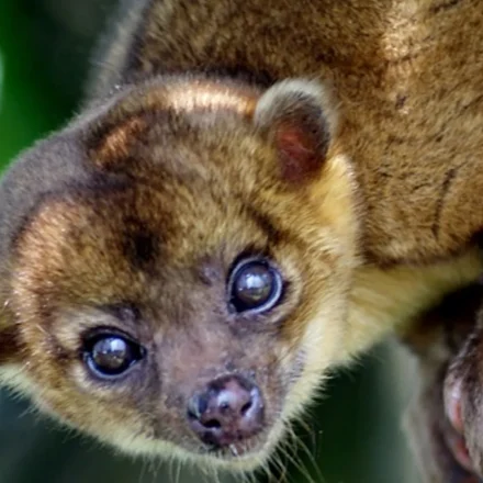 Kinkajou 5 Keunikan yang Membuatnya Jadi Primata Menarik