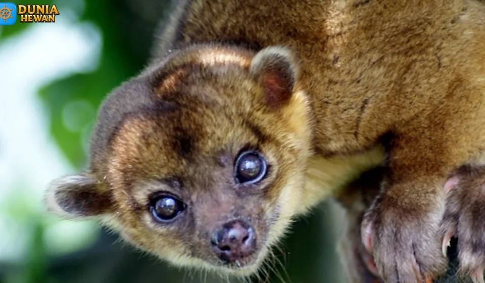 Kinkajou 5 Keunikan yang Membuatnya Jadi Primata Menarik