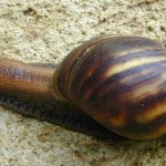 Hewan Bekicot Keunikan Bentuk Dan Warna Yang Memikat Mata