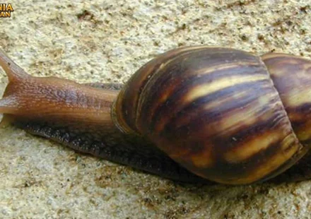 Hewan Bekicot Keunikan Bentuk Dan Warna Yang Memikat Mata