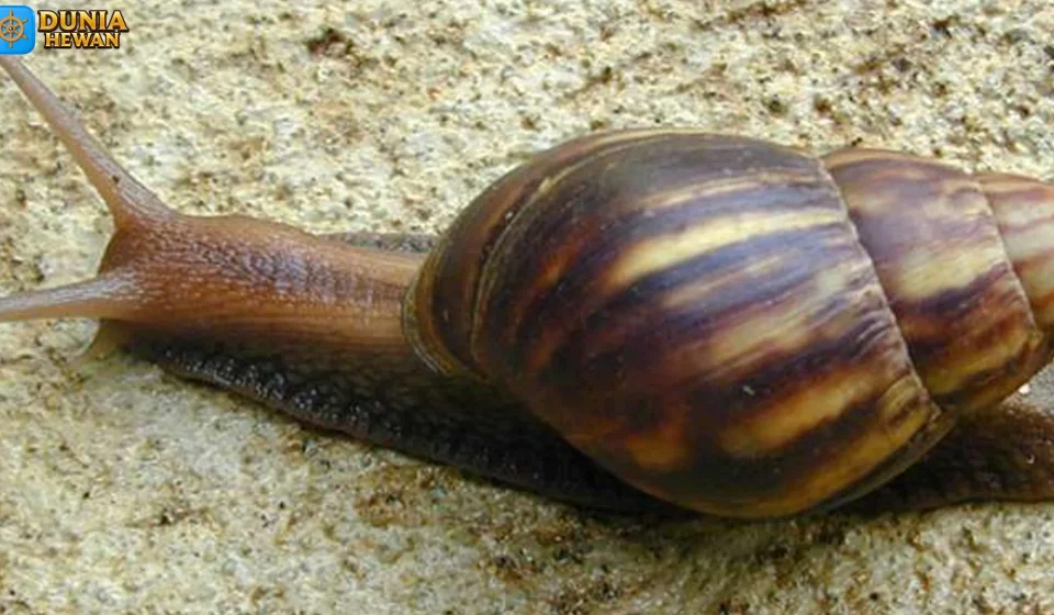 Hewan Bekicot Keunikan Bentuk Dan Warna Yang Memikat Mata