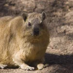 Imbila Kemampuan Memanjat Pohon dengan Cakar Tajam