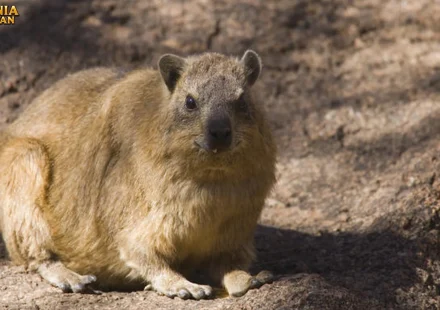 Imbila Kemampuan Memanjat Pohon dengan Cakar Tajam