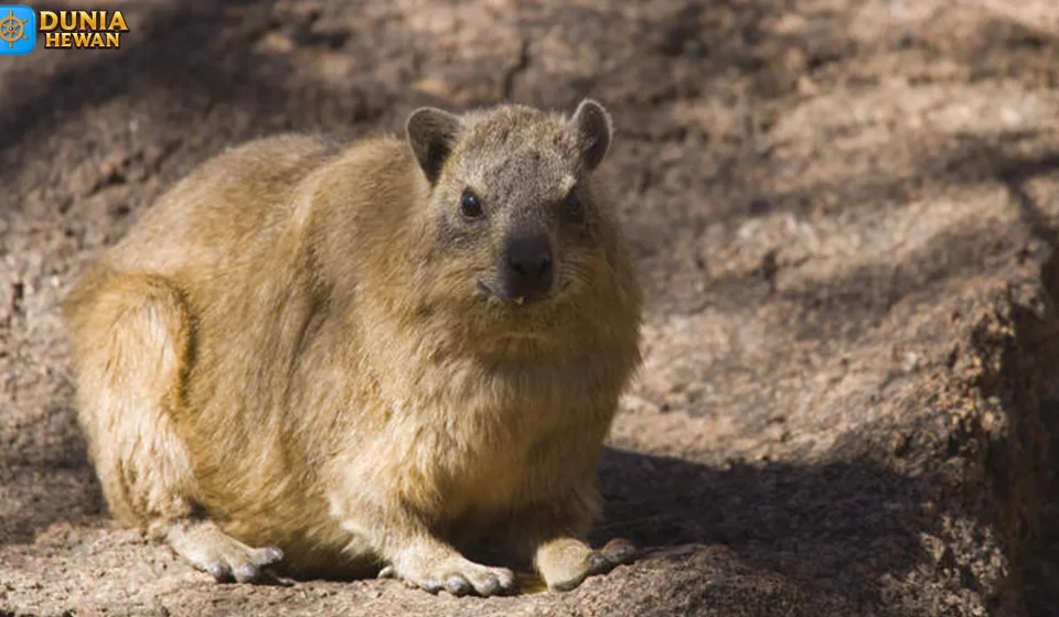 Imbila Kemampuan Memanjat Pohon dengan Cakar Tajam