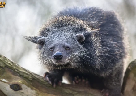 Binturung Memiliki Pola Makan Dan Aktivitas Yang Unik