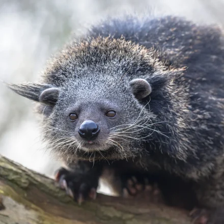 Binturung Memiliki Pola Makan Dan Aktivitas Yang Unik