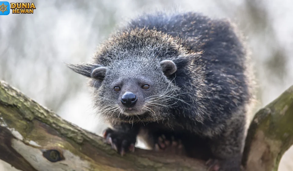 Binturung Memiliki Pola Makan Dan Aktivitas Yang Unik