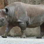 Hewan Diceros Miliki Jenis Yang Paling Terkenal Di Dunia