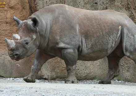 Hewan Diceros Miliki Jenis Yang Paling Terkenal Di Dunia