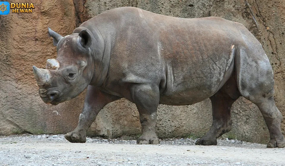 Hewan Diceros Miliki Jenis Yang Paling Terkenal Di Dunia