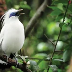 Jalak Bali Bukti Langka yang Hanya Ada di Pulau Dewata