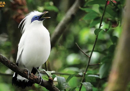 Jalak Bali Bukti Langka yang Hanya Ada di Pulau Dewata