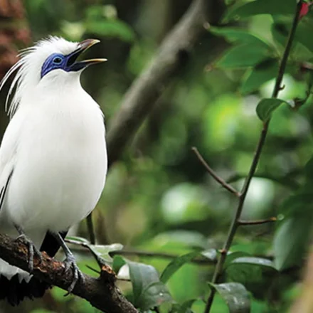 Jalak Bali Bukti Langka yang Hanya Ada di Pulau Dewata