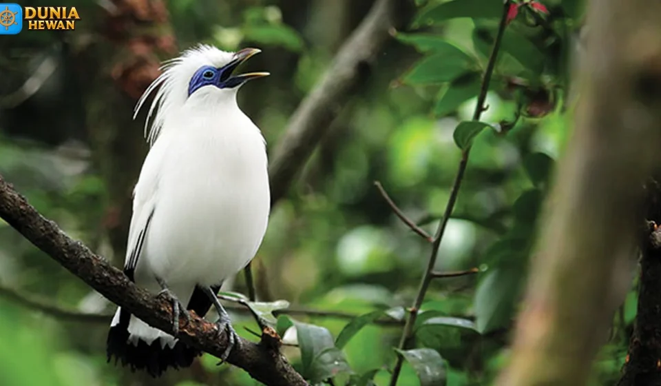 Jalak Bali Bukti Langka yang Hanya Ada di Pulau Dewata