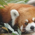 Panda Merah Bukti Tentang Reproduksi dan Siklus Hidup Mereka