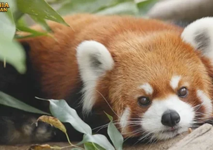 Panda Merah Bukti Tentang Reproduksi dan Siklus Hidup Mereka