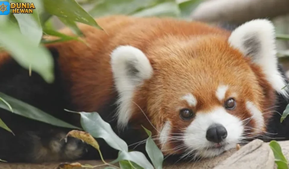 Panda Merah Bukti Tentang Reproduksi dan Siklus Hidup Mereka