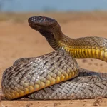 Perbedaan Taipan dengan King Kobra yang Jarang Diketahui