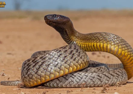 Perbedaan Taipan dengan King Kobra yang Jarang Diketahui