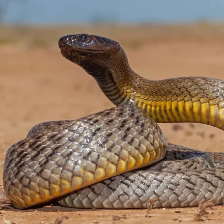 Perbedaan Taipan dengan King Kobra yang Jarang Diketahui