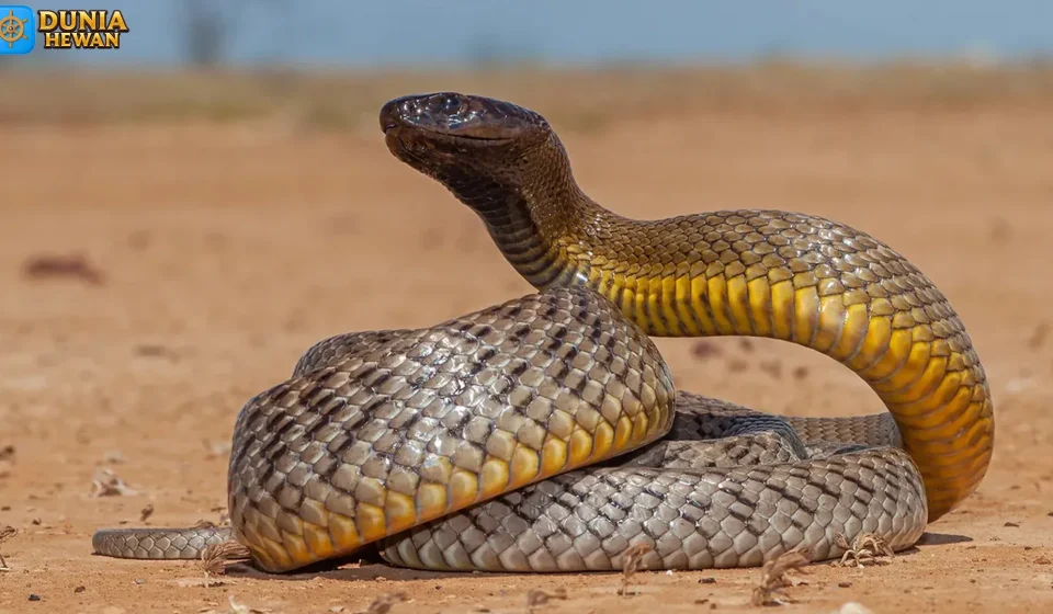 Perbedaan Taipan dengan King Kobra yang Jarang Diketahui