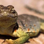 Bukti Hewan Squamata yang Jarang Dibahas di Buku Biologi