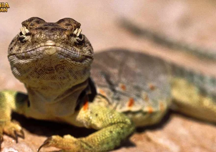 Bukti Hewan Squamata yang Jarang Dibahas di Buku Biologi