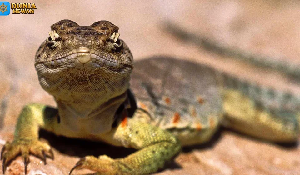 Bukti Hewan Squamata yang Jarang Dibahas di Buku Biologi