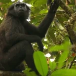 Simakobu Satwa Langka Yang Hanya Ada Di Pagai