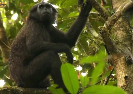 Simakobu Satwa Langka Yang Hanya Ada Di Pagai
