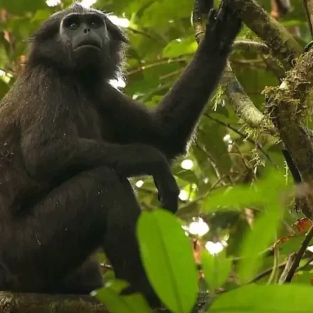 Simakobu Satwa Langka Yang Hanya Ada Di Pagai