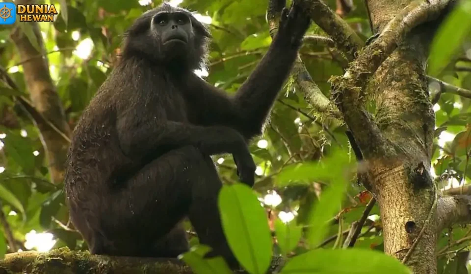 Simakobu Satwa Langka Yang Hanya Ada Di Pagai