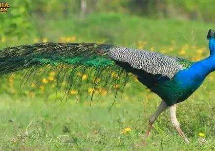 Merak Biru Fakta Ekor Indah dengan Ratusan Bintik Mata