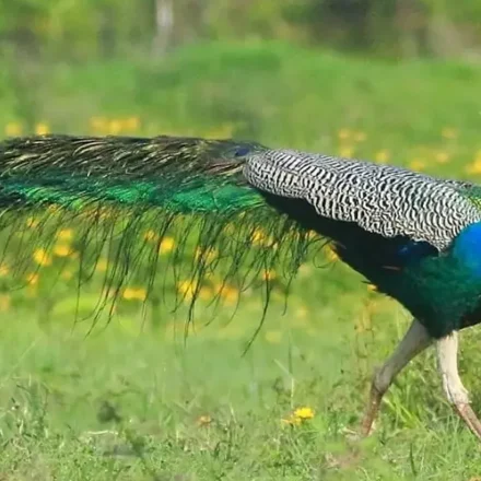 Merak Biru Fakta Ekor Indah dengan Ratusan Bintik Mata