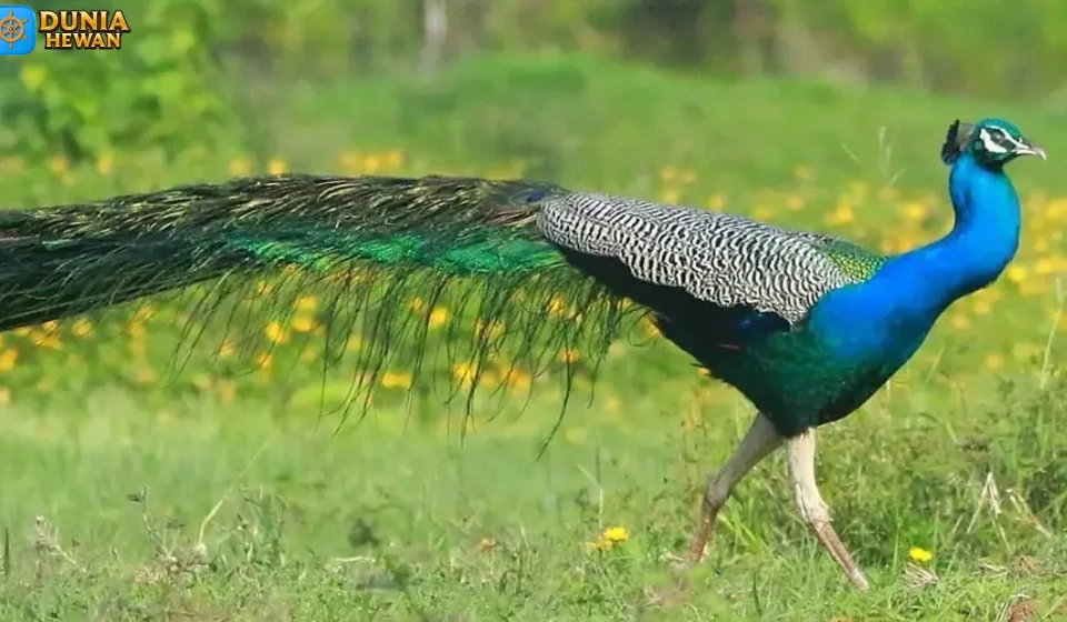 Merak Biru Fakta Ekor Indah dengan Ratusan Bintik Mata
