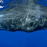 Melihat Paus Sperma dari Sudut Unik Kehidupan Sosialnya