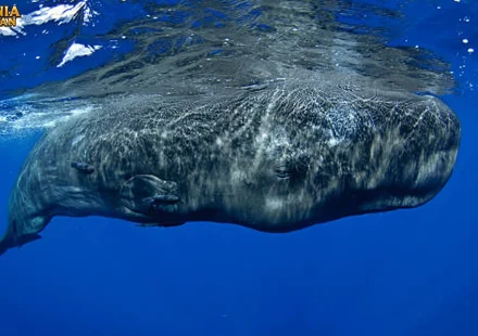Melihat Paus Sperma dari Sudut Unik Kehidupan Sosialnya