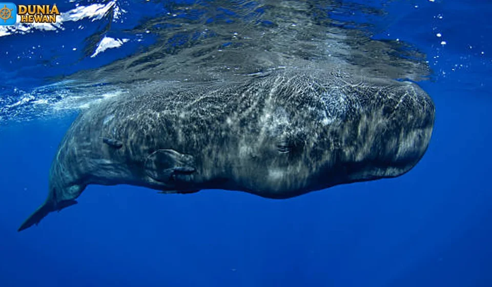 Melihat Paus Sperma dari Sudut Unik Kehidupan Sosialnya