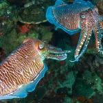 Mata Sotong Bentuk Aneh yang Bisa Lihat ke Belakang