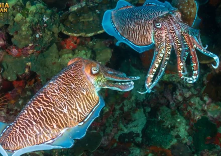 Mata Sotong Bentuk Aneh yang Bisa Lihat ke Belakang