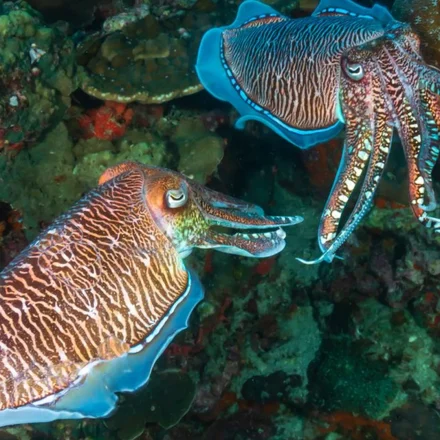 Mata Sotong Bentuk Aneh yang Bisa Lihat ke Belakang