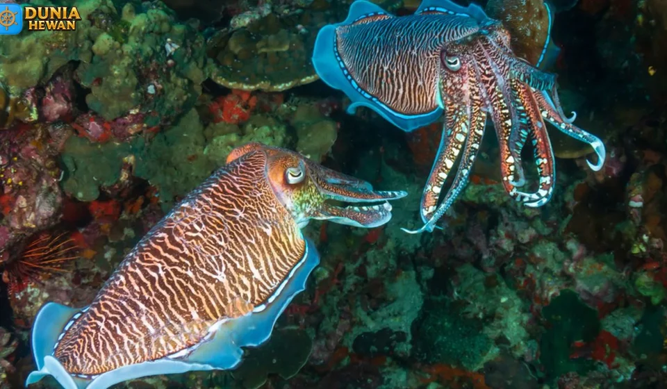 Mata Sotong Bentuk Aneh yang Bisa Lihat ke Belakang