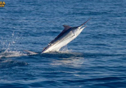 Marlin Memiliki Strategi Berburu Membuatnya Efektif di Samudra