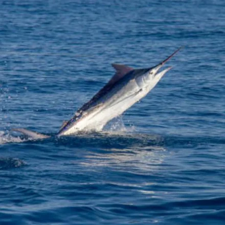 Marlin Memiliki Strategi Berburu Membuatnya Efektif di Samudra