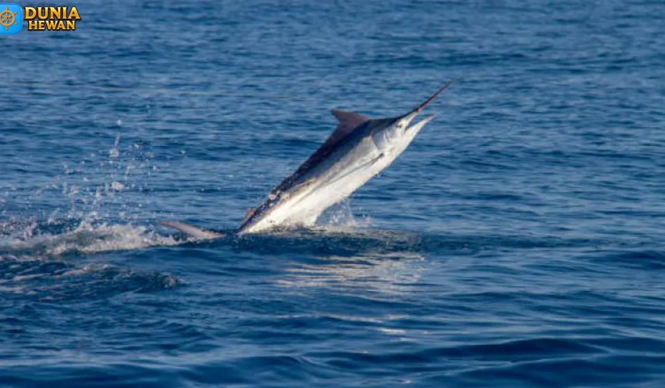 Marlin Memiliki Strategi Berburu Membuatnya Efektif di Samudra