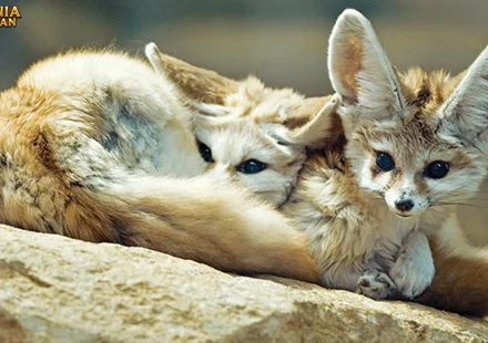 Rubah Fennec Habitat Asli di Gurun Sahara yang Ekstrem