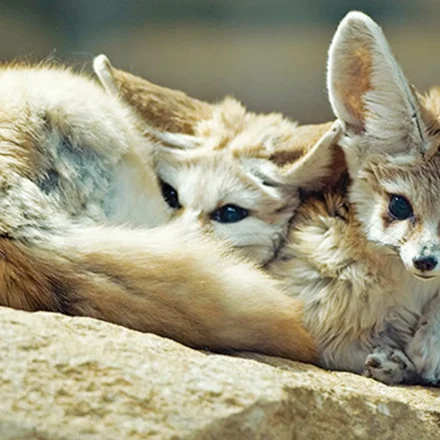 Rubah Fennec Habitat Asli di Gurun Sahara yang Ekstrem
