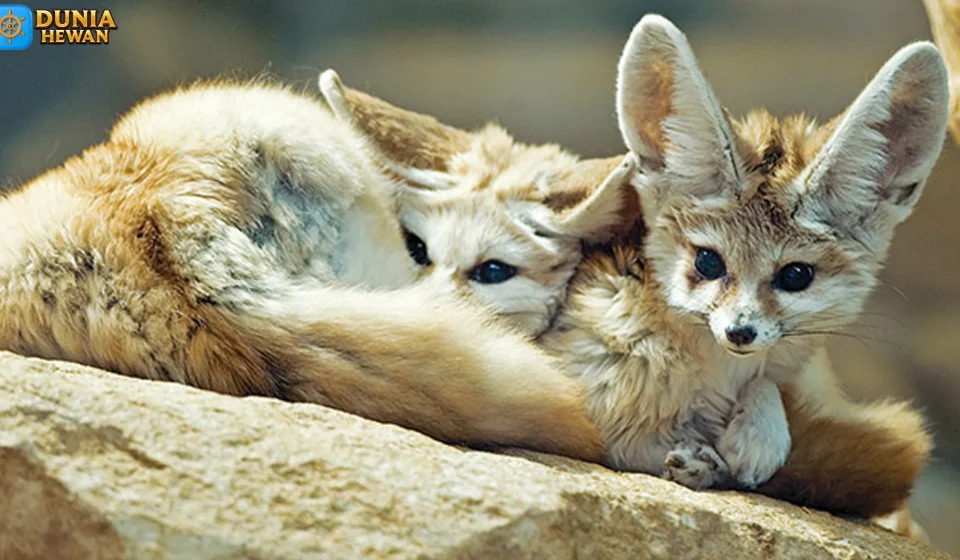 Rubah Fennec Habitat Asli di Gurun Sahara yang Ekstrem Rubah Fennec Habitat Asli di Gurun Sahara yang Ekstrem